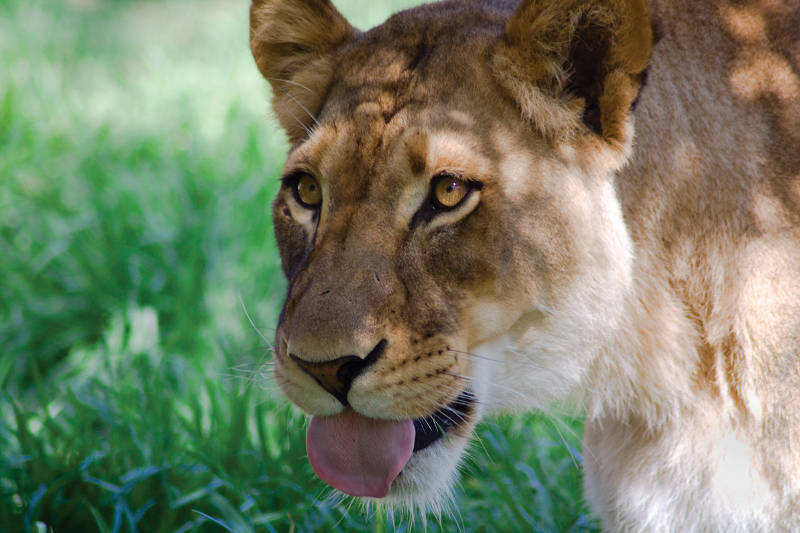 Rock Star Rescue Animals: 5 Roar-cous Lions