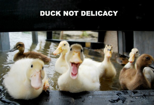 duck not delicacy