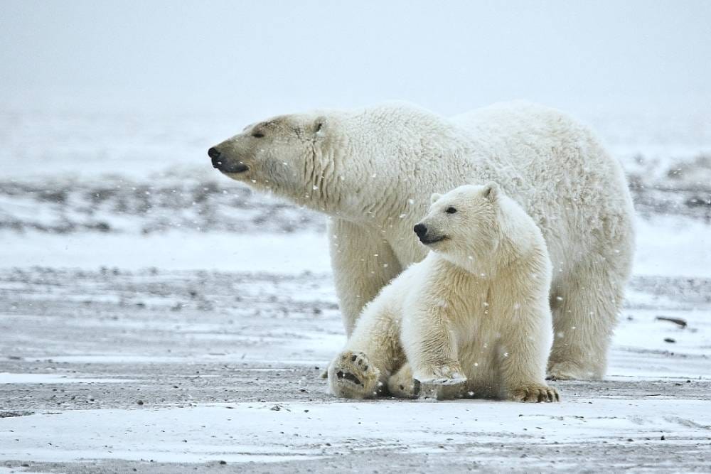 polar bears cover photo_2