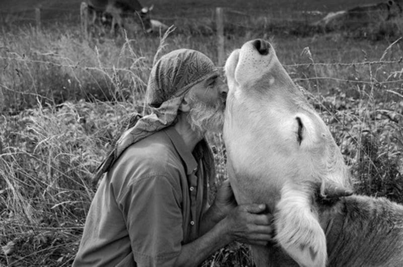 12 Photos that Prove Farm Animals Love Us