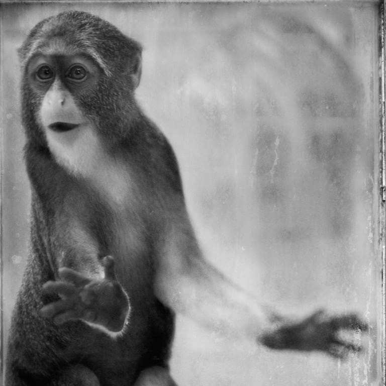 Looking Beyond the Glass: An Awakening Portrayal of Primates in Captivity (PHOTOS)