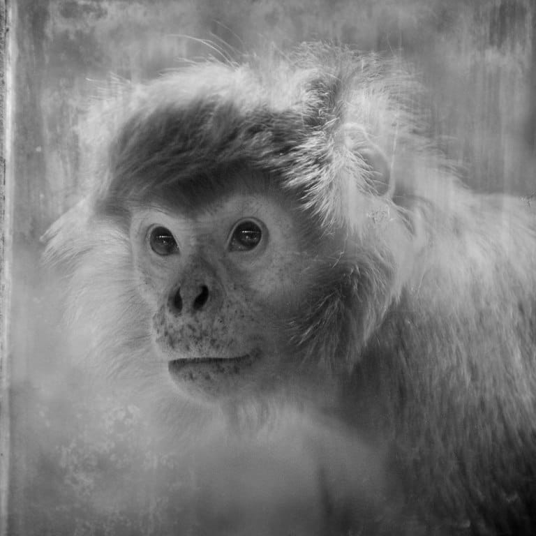 Looking Beyond the Glass: An Awakening Portrayal of Primates in Captivity (PHOTOS)Looking Beyond the Glass: An Awakening Portrayal of Primates in Captivity (PHOTOS)