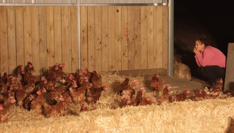 752 Former Battery Hens Feel the Sun for the Very First Time (VIDEO)