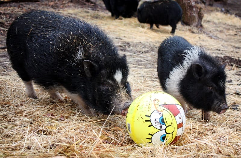 8 Things Pigs LOVE To Do 