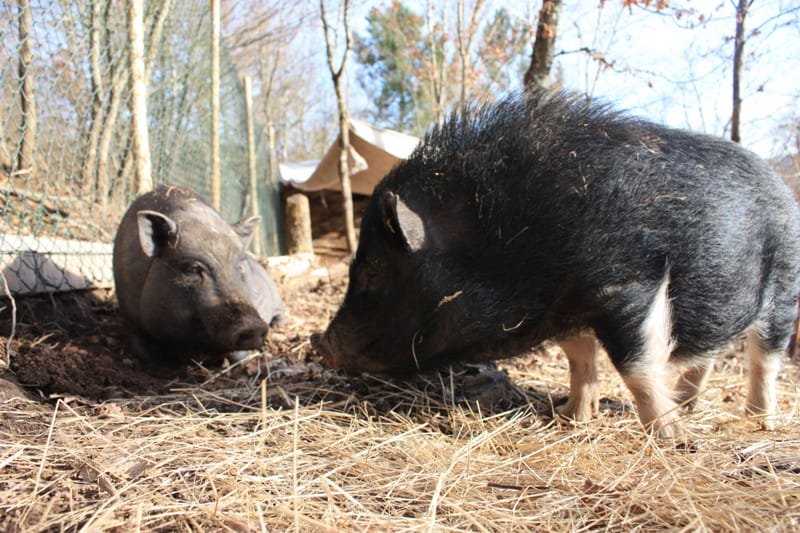 8 Things Pigs LOVE To Do