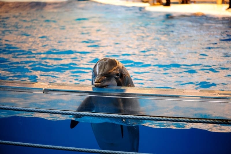 10 Things Dolphins and Orcas Would Tell Us About Life in Captivity