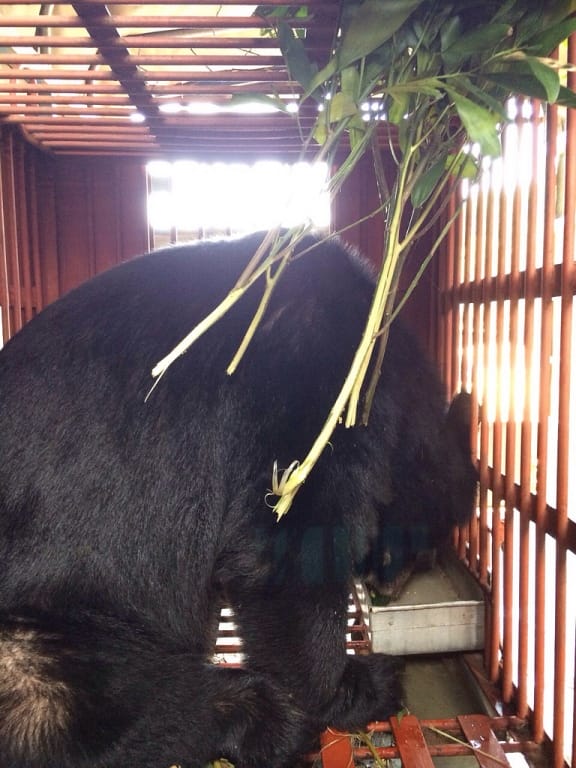 Moon Bear Ti Map Finally Free After Spending 14 Years at a Bear Bile Farm (PHOTOS)