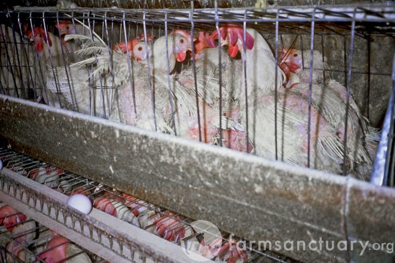 Shocking Images Illustrate Cruel Confinement of Animals on Factory Farms