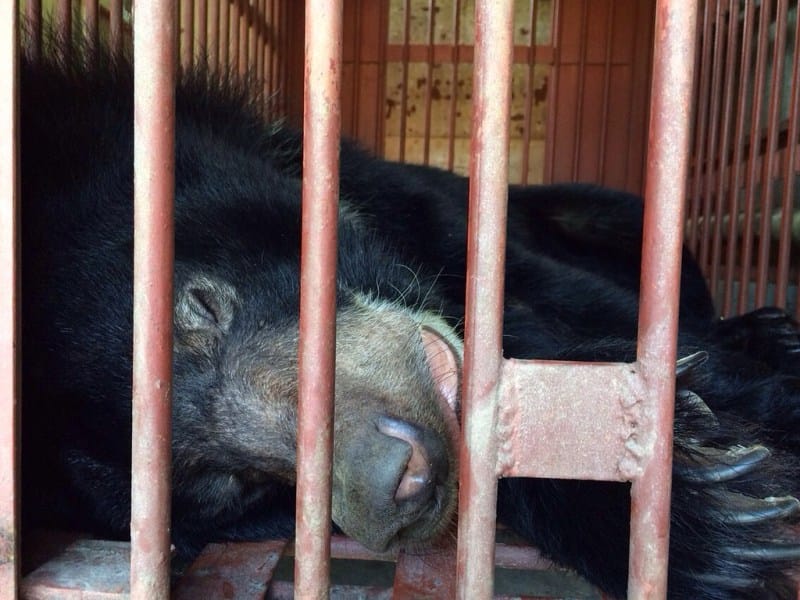 Moon Bear Ti Map Finally Free After Spending 14 Years at a Bear Bile Farm (PHOTOS)