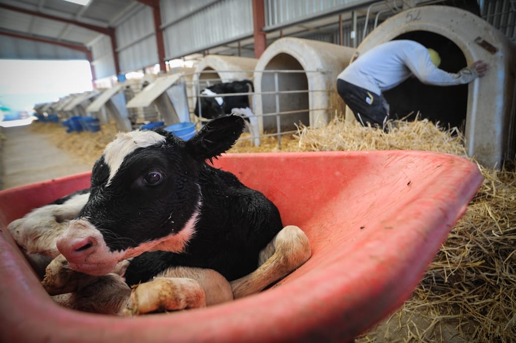 Is There More Cruelty in a Glass of Milk or Pound of Beef?