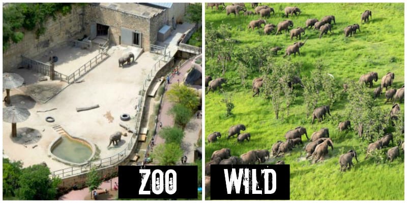 EXPOSED! The San Antonio Zoo: One of the Worst Zoos in America