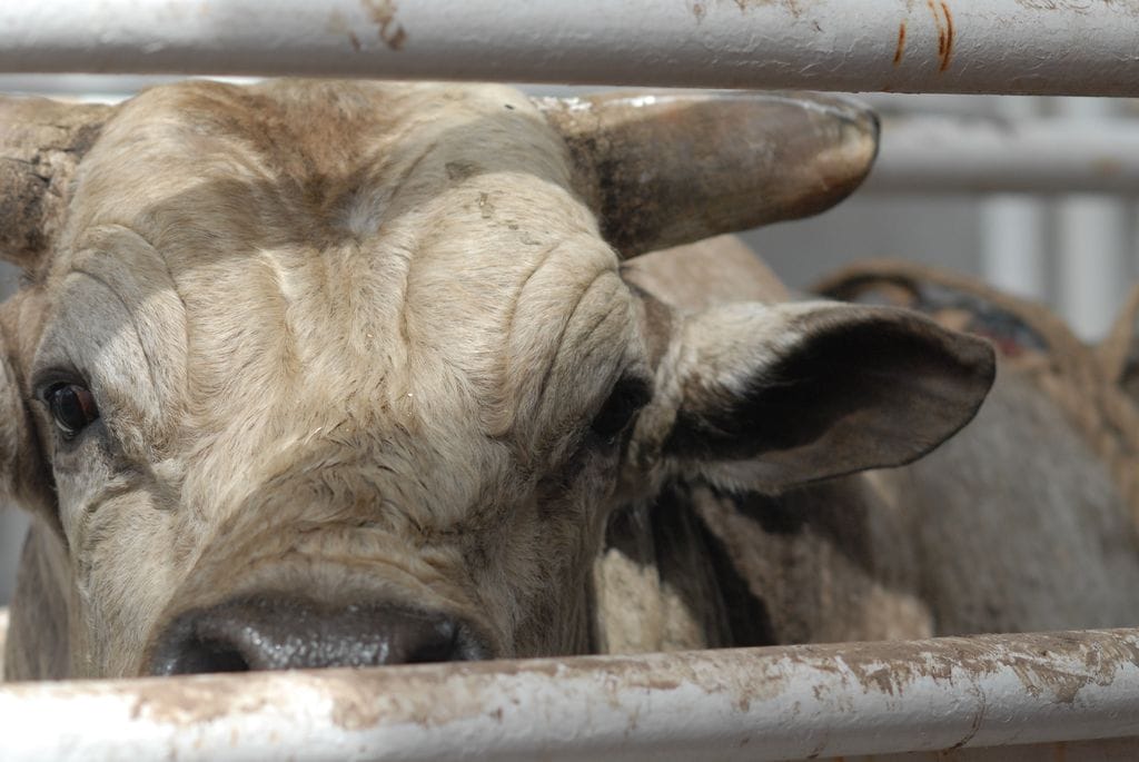 Is There More Cruelty in a Glass of Milk or Pound of Beef?
