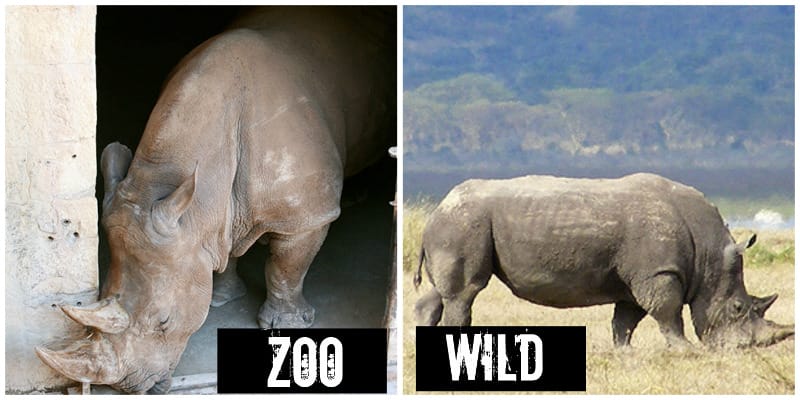 EXPOSED! The San Antonio Zoo: Cruelty, not Conservation!