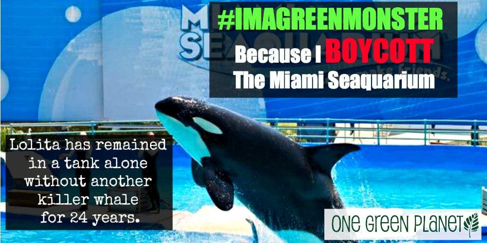 EXPOSED! The Miami Seaquarium: Cruel Animal Shows Must Stop!