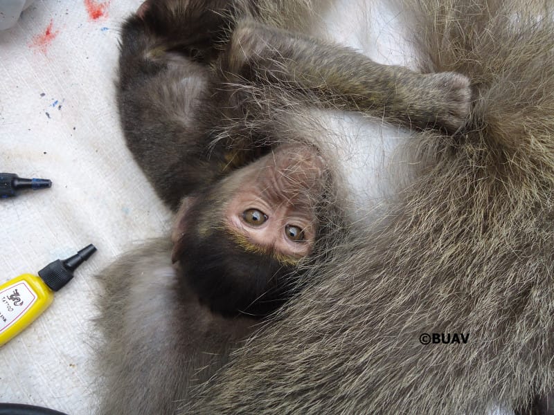 The Sad Truth About Wild Caught Baboons Used for Research in Kenya