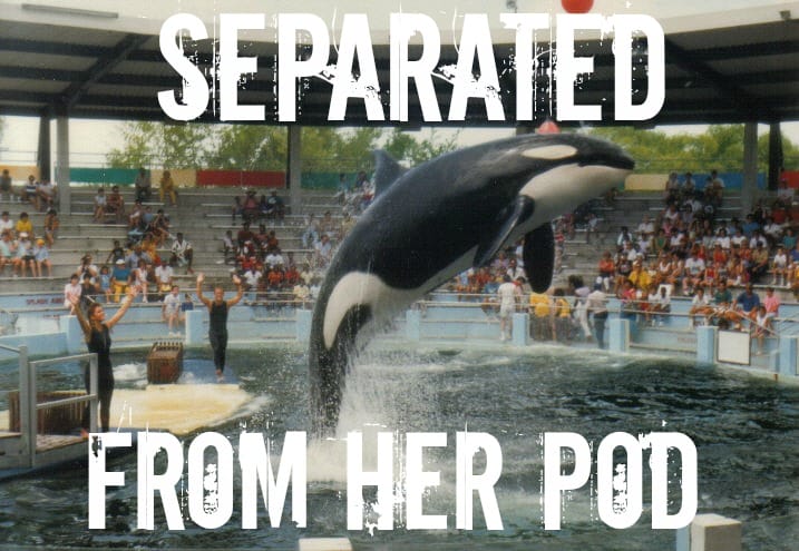 EXPOSED! The Miami Seaquarium: Cruelty Doesn't Help Conservation.