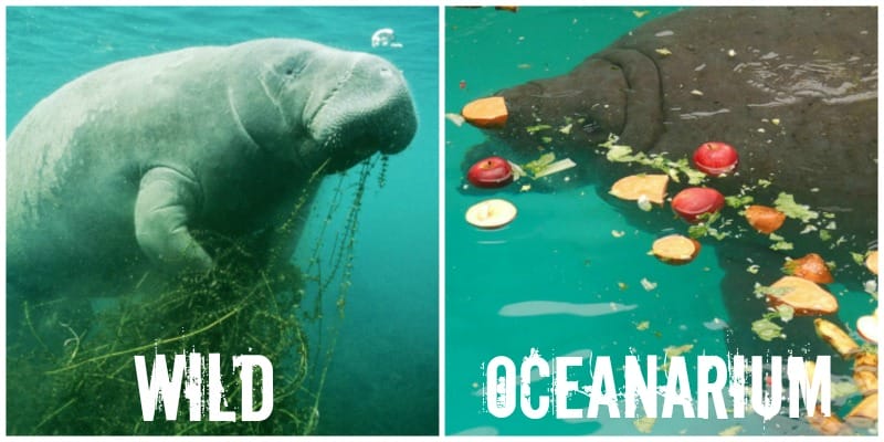 EXPOSED! The Miami Seaquarium: Cruelty That Overshadows Genuine Conservation.