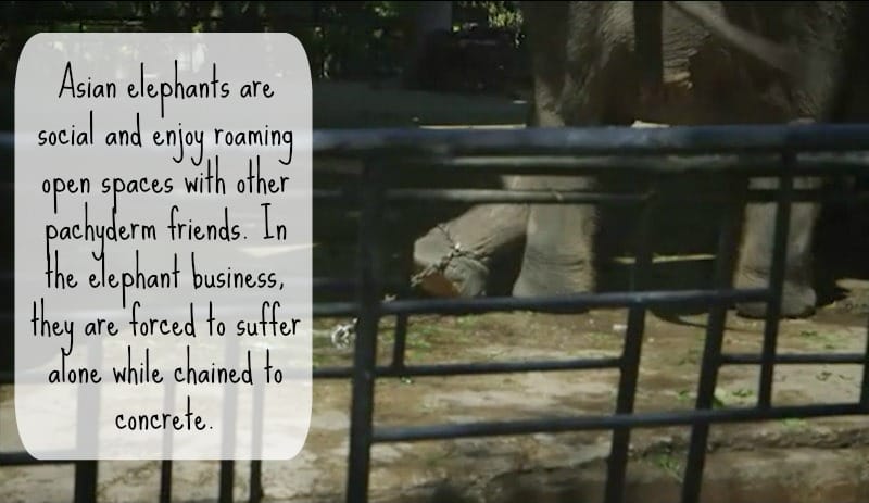 Secrets Behind Thailand's Elephant Tourism