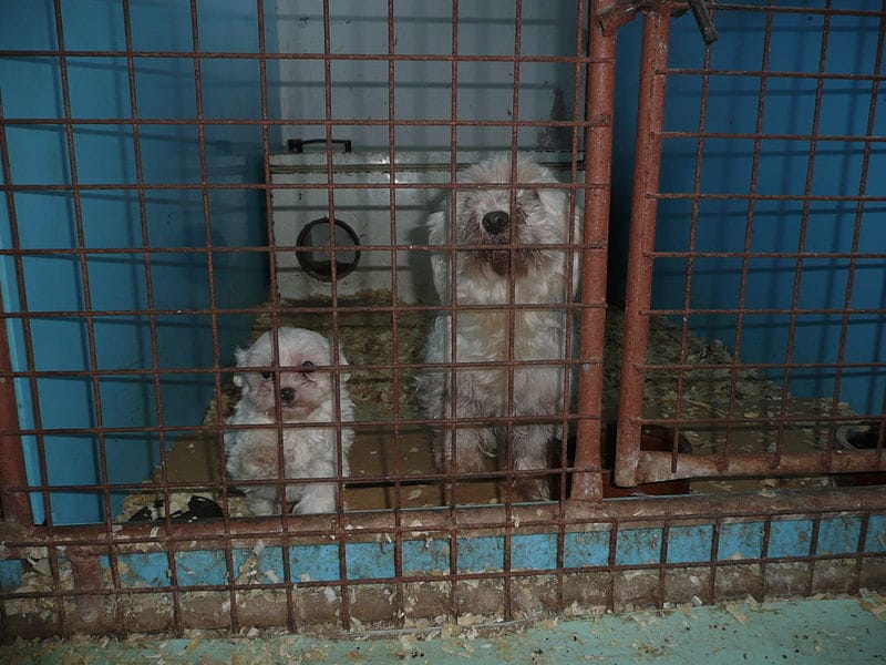 X Photos From Puppy Mills That Prove Without Doubt You Should Always Adopt