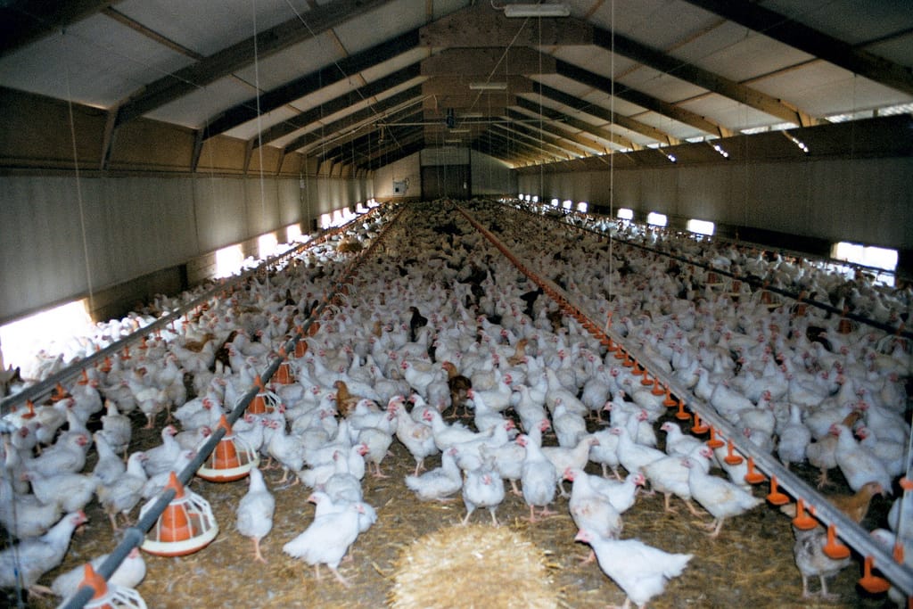 Think You Know 'Free-Range' and 'Cage Free' Chicken? Think Again. 