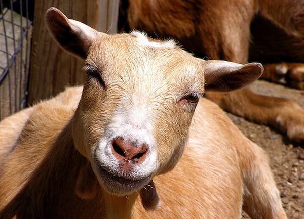 These Farm Animals Are Smarter Than You Think