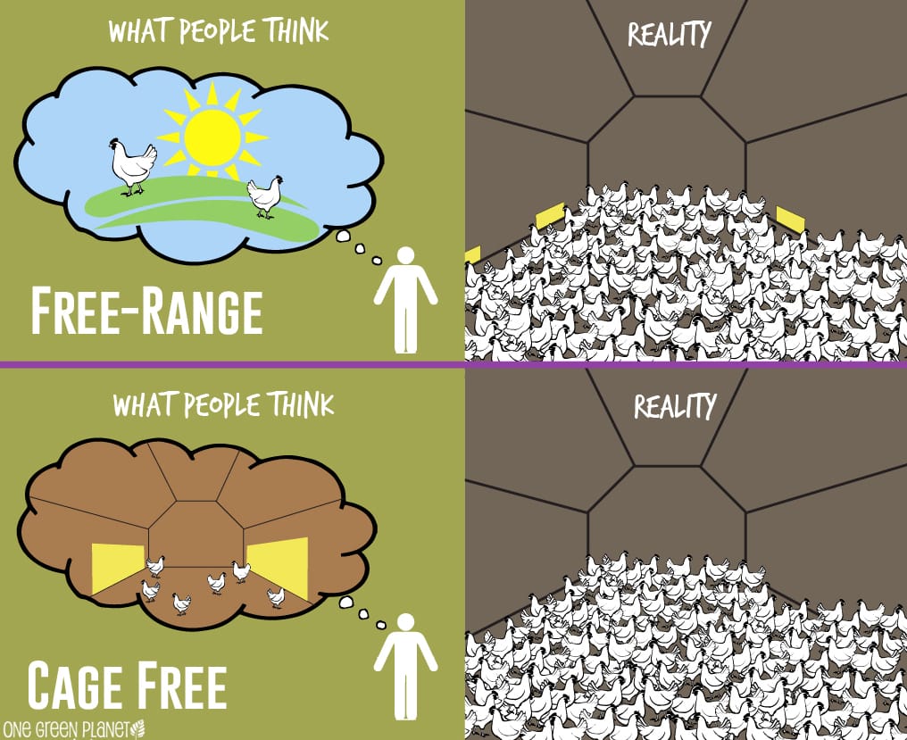 Think You Know 'Free-Range' and 'Cage Free' Chicken? Think Again. 