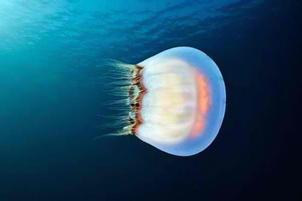 These Beautiful Photos Will Make You Appreciate Jellyfish