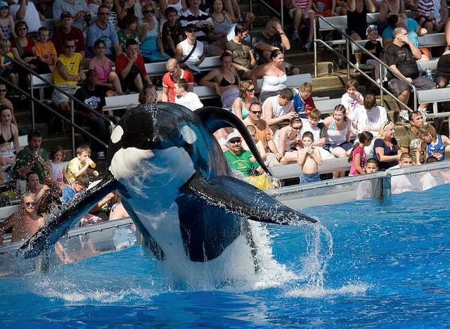 How Captivity Destorys Orcas Natural Life Cycles