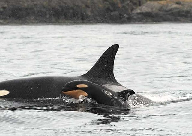How Captivity Destorys Orcas Natural Life Cycles
