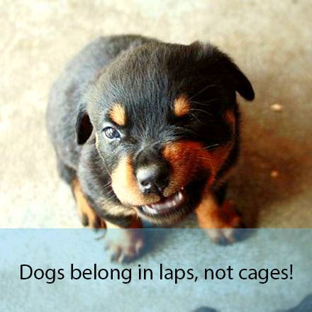 How these Six puppies feel about puppy mills