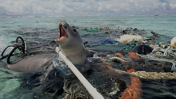 plastic-pollution-seal-trapped