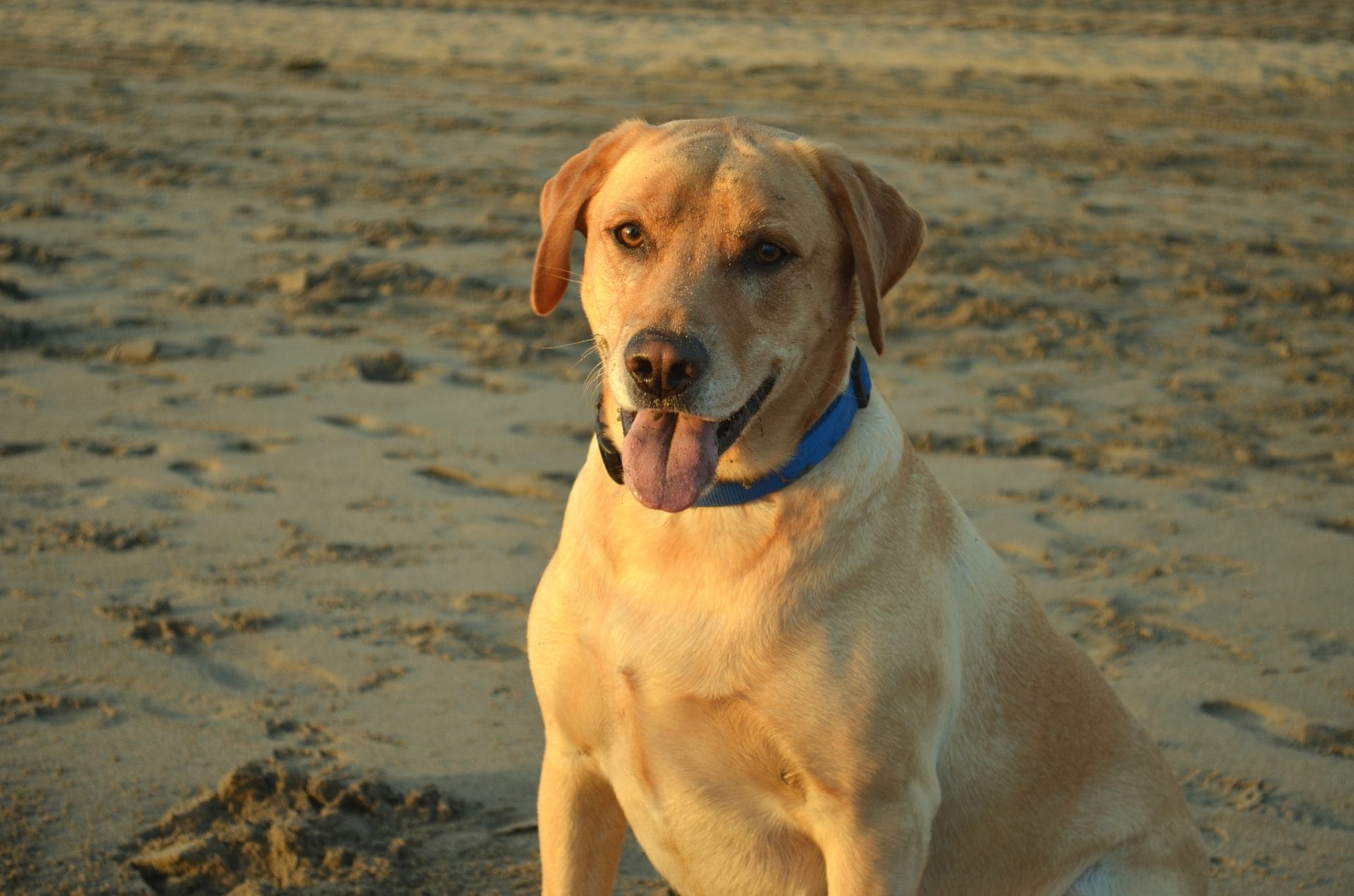 There are several great dog beaches and parks in San Francisco for dogs and their humans. Photo via Creative Commons.
