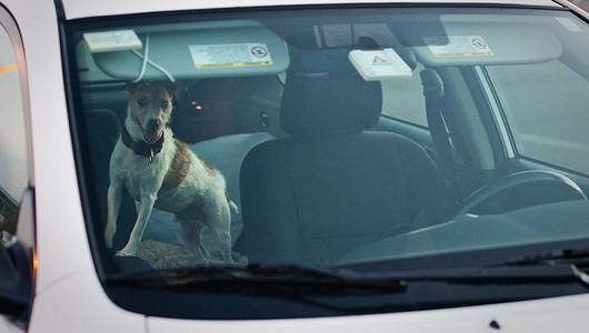 Here's What To Do When You See An Animal Trapped In A Hot Car