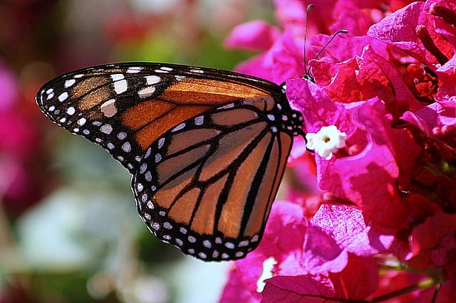 8 Ways You Can Help Save the Monarch Butterfly