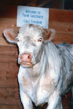 Meet Cincinnati Freedom: The Legendary Cow Who Escaped a Slaughterhouse