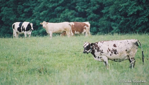Meet Cincinnati Freedom: The Legendary Cow Who Escaped a Slaughterhouse