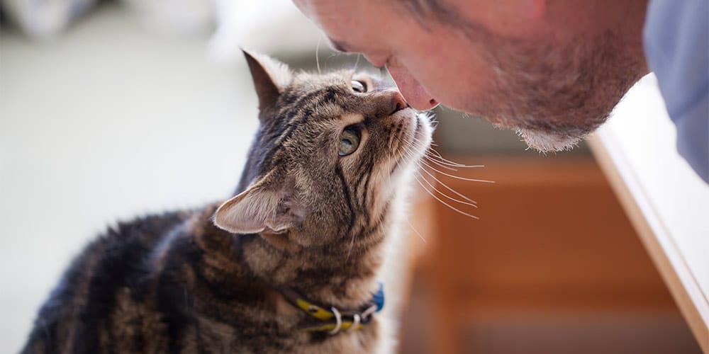 Simple Tips Every Cat Lover Needs to Keep Their Fur Baby Healthy, and Most Importantly, Happy