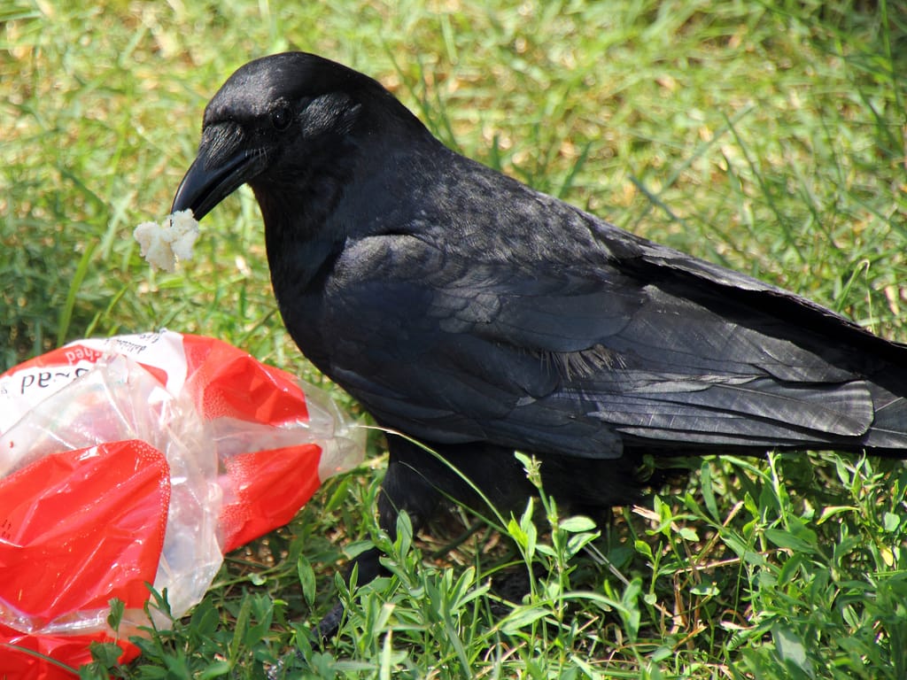 crow eating plastic