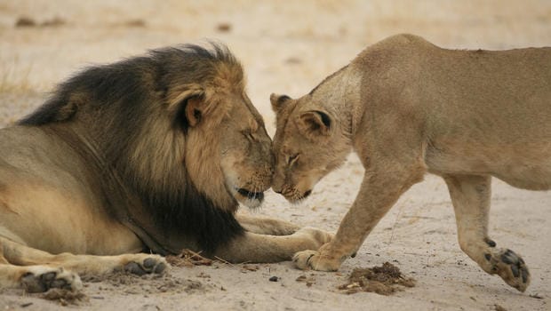 How Cecil the Lion Changed the World