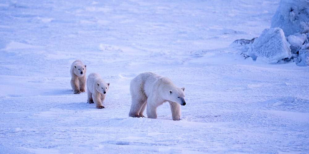 polar-bears-churchill