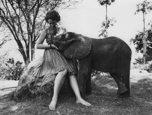  Dame Daphne Sheldrick: 81-Year-Old Conservationist, and One of The Elephants’ Last Hopes 