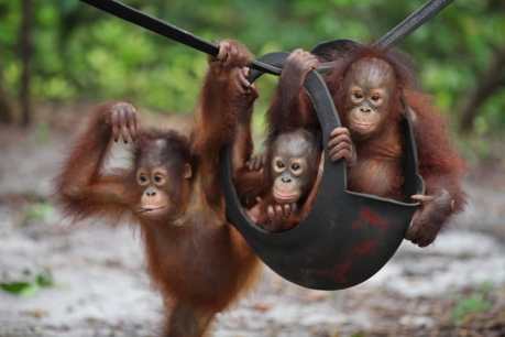 Orangutans cared for by Borneo Orangutan Survival Foundation (BOSF). Photo (c) World Animal Protection. 