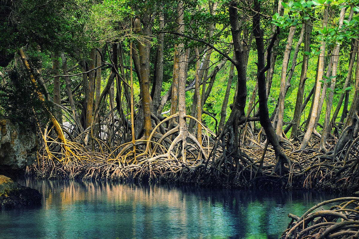 1200px-Dominican_republic_Los_Haitises_mangroves