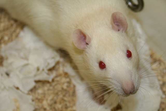 lab mouse animal testing ban EU