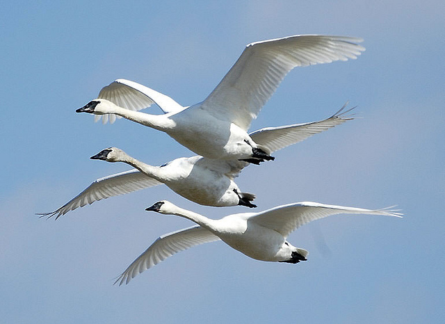 migratory birds bird safe buildings