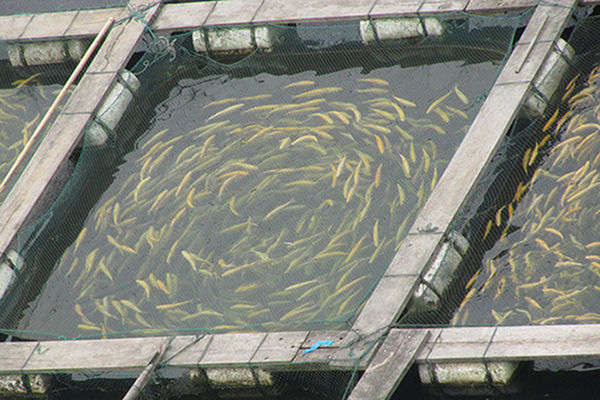 Why Fish Farming is Unsustainable and Harming the Planet