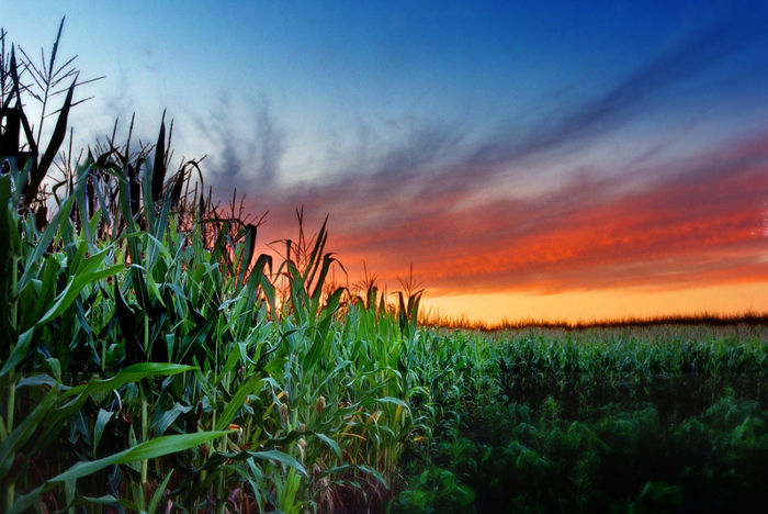 The Environmental Impact of GMOs