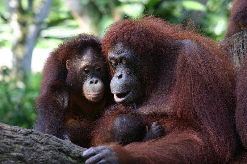 Why Orangutans are Going Extinct and What You Can do to Help
