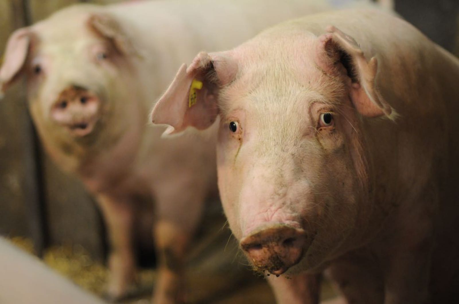 5 Powerful Videos on Factory Farming without the Gore