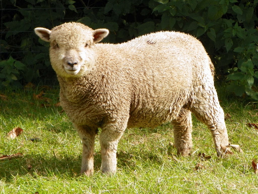 5 Alarming Facts About the Wool Industry